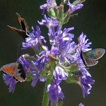 Mauve et violet. מעופפים קטנים על פרחים סגולים